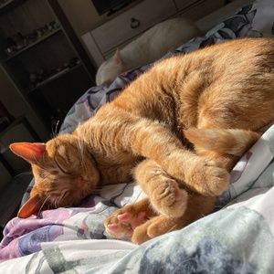 Meet your Posher, Ginny